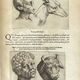 A physiognomy tract from 1586